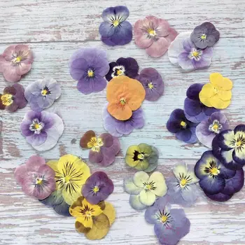 60 бр. Пресовани сушени хербарий цветни растения Viola Tricolor L. за бижута, картичка-запомнете, инватационная картичка, производство със собствените си ръце